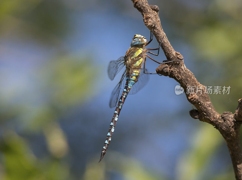 迁徙小贩蜻蜓(Aeshna mixta)